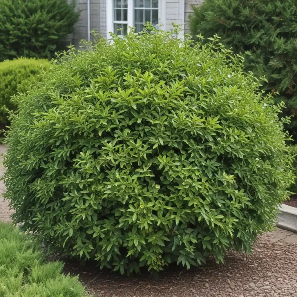 Evergreen Shrubs for Year Round Structure