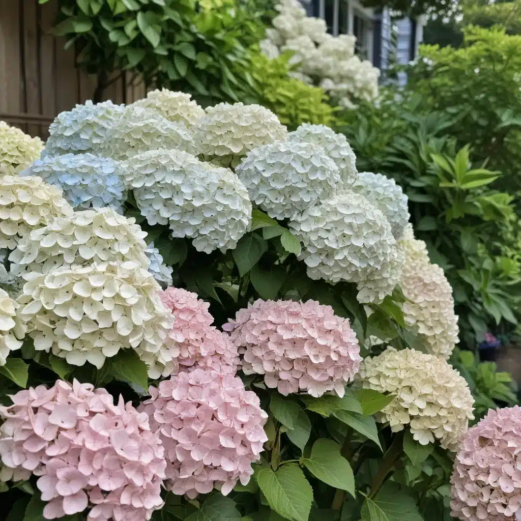 Heavenly Hydrangeas Showstoppers for Shade Heavenly Hydrangeas Showstoppers for Shade