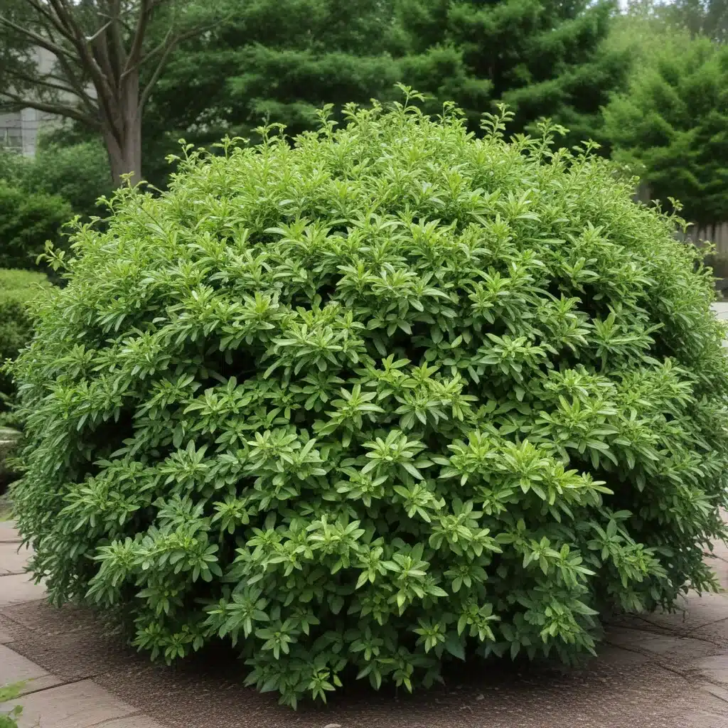 Evergreen Shrubs: Providing Year-Round Structure and Interest in the Landscape