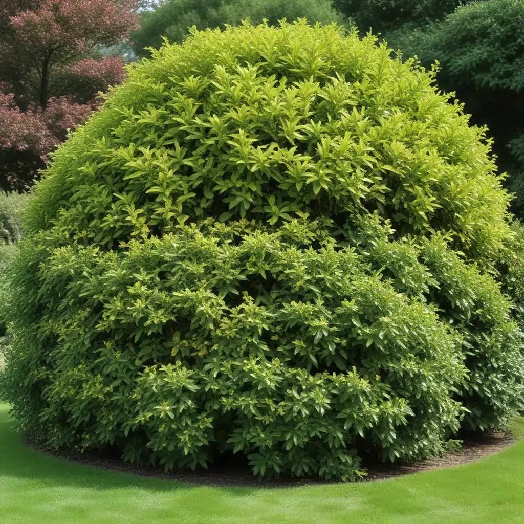 Evergreen Shrubs: Year-Round Structure and Interest for the Garden